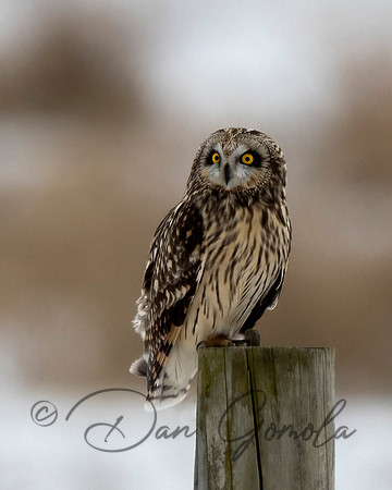 Short-eared Owl