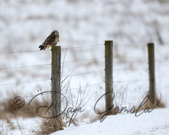 Short-eared Owl