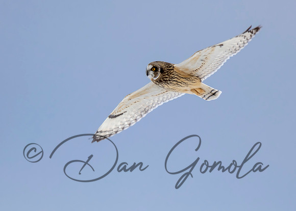 Short-eared Owl