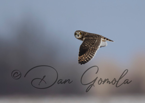 Short-eared Owl