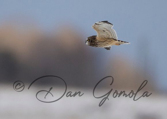 Short-eared Owl