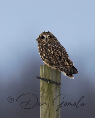 Short-eared Owl