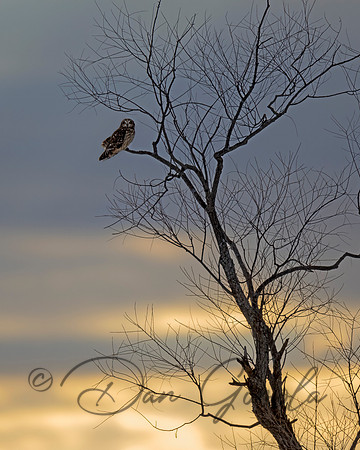 Short-eared Owl