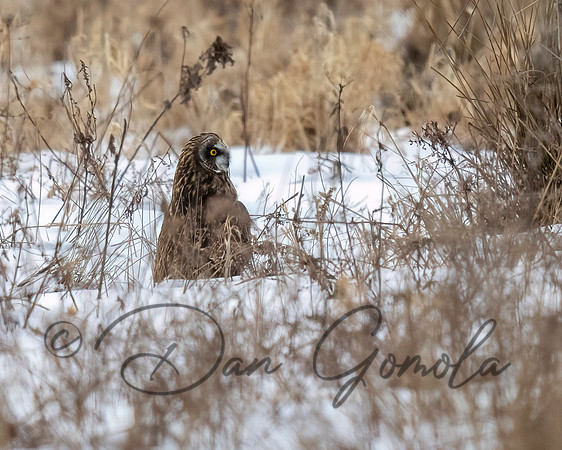 Short-eared Owl