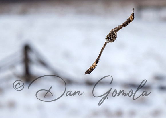 Short-eared Owl