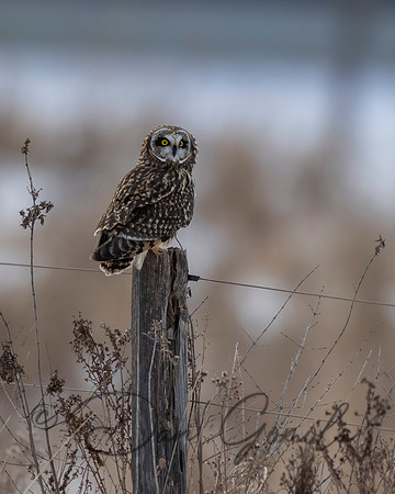 Short-eared Owl
