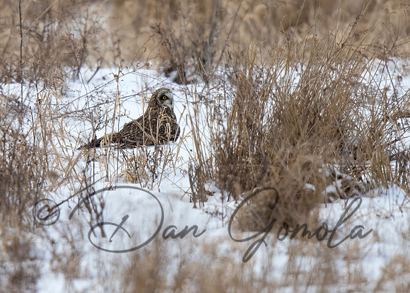 Short-eared Owl