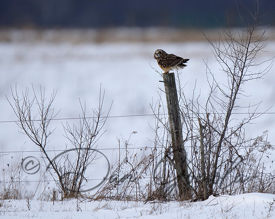 Short-eared Owl