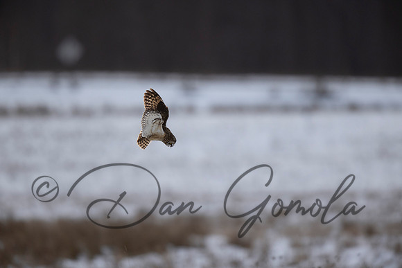 Short-eared Owl