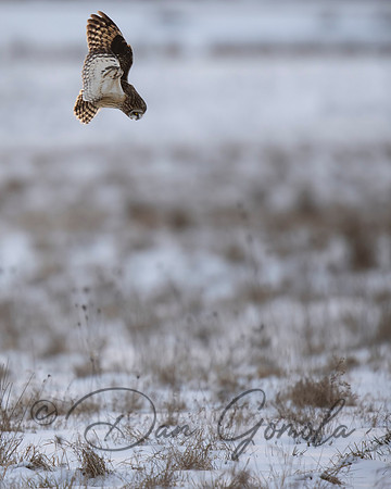 Short-eared Owl