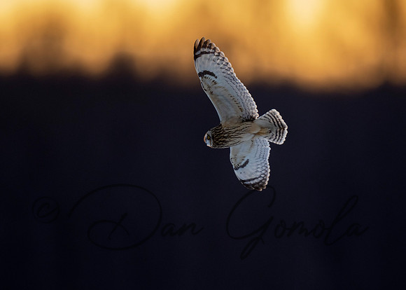 Short-eared Owl