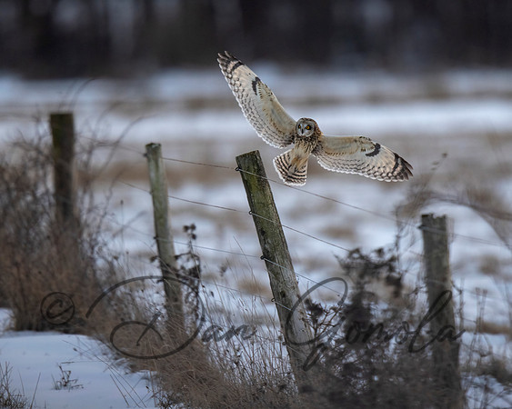 Short-eared Owl