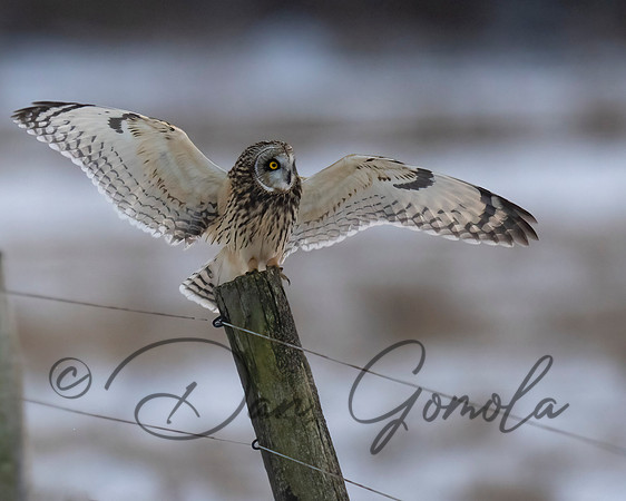 Short-eared Owl