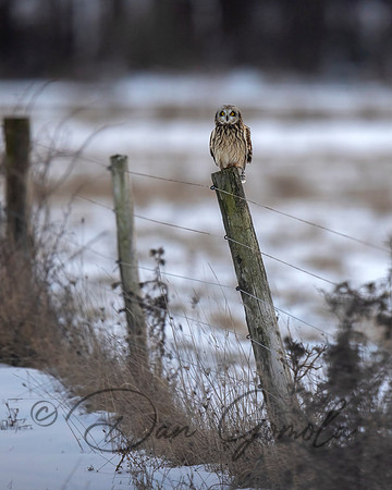 Short-eared Owl