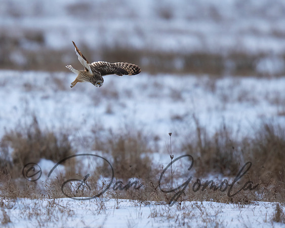 Short-eared Owl