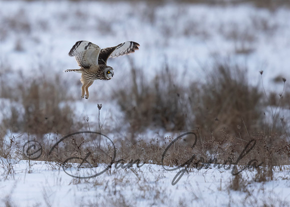 Short-eared Owl