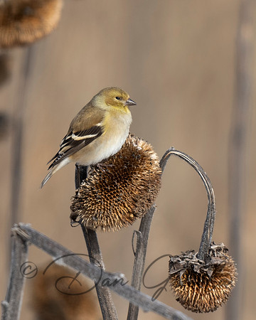 American Goldfinch
