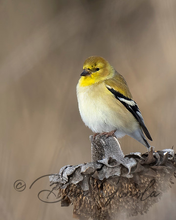 American Goldfinch