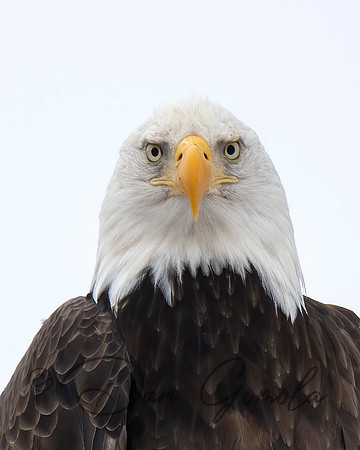 Bald Eagle