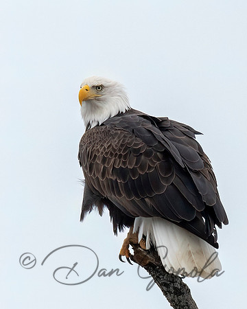 Bald Eagle