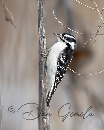 Downy Woodpecker