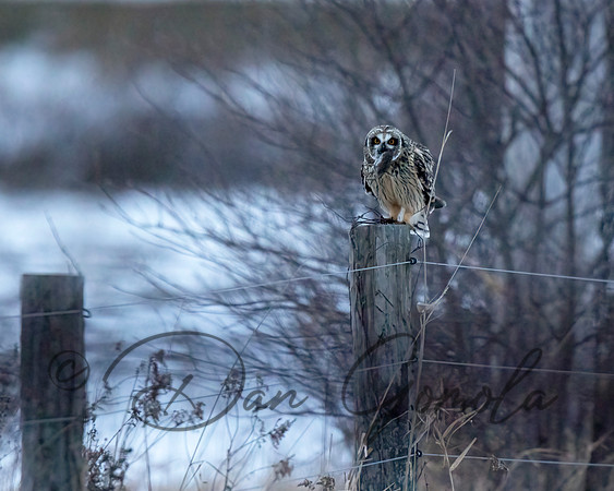 Short-eared Owl