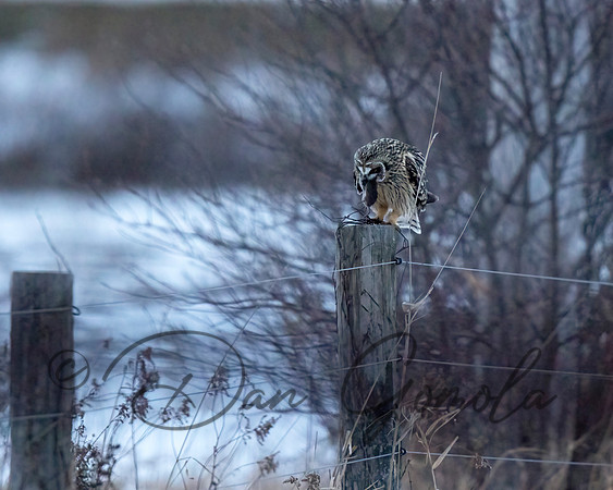 Short-eared Owl