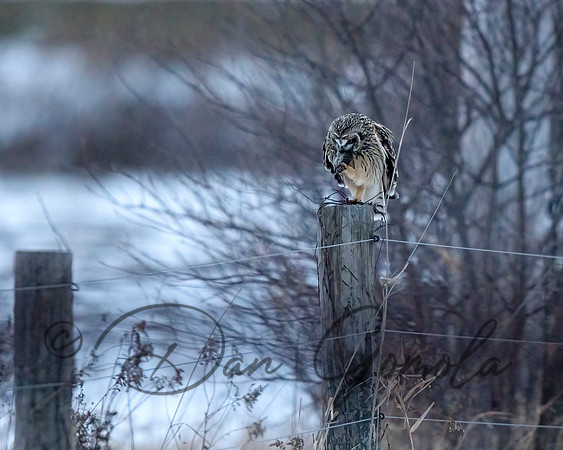 Short-eared Owl
