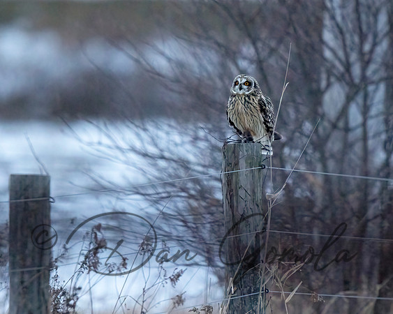 Short-eared Owl
