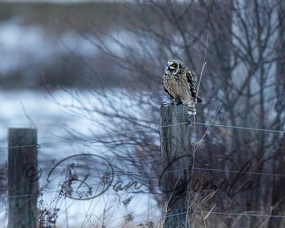 Short-eared Owl