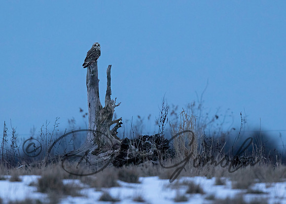 Short-eared Owl