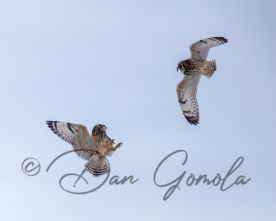Short-eared Owl