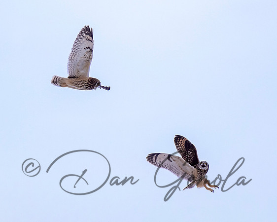 Short-eared Owl