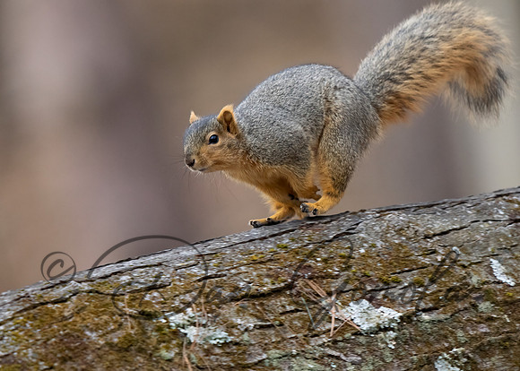 Eastern Fox Squirrel
