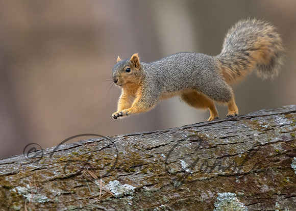 Eastern Fox Squirrel