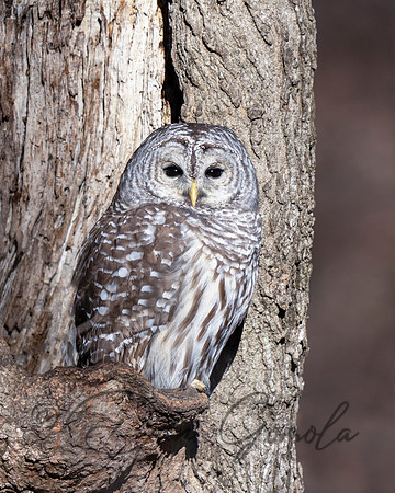 Barred Owl