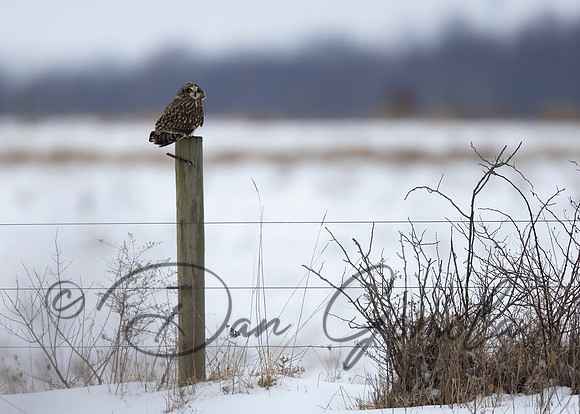 Short-eared Owl