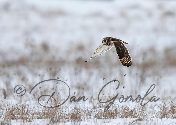 Short-eared Owl