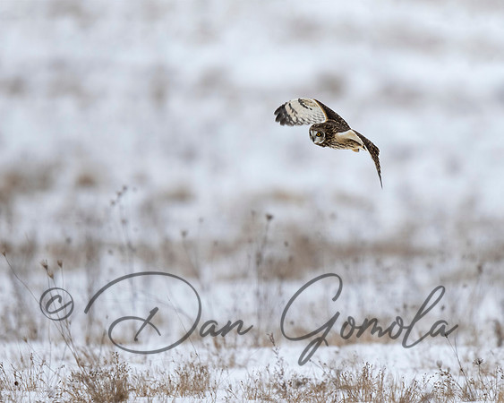 Short-eared Owl