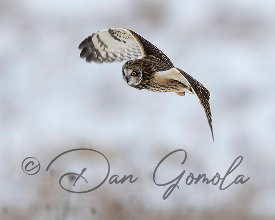 Short-eared Owl