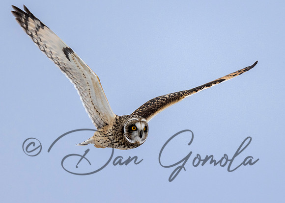 Short-eared Owl