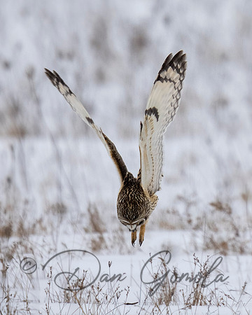 Short-eared Owl