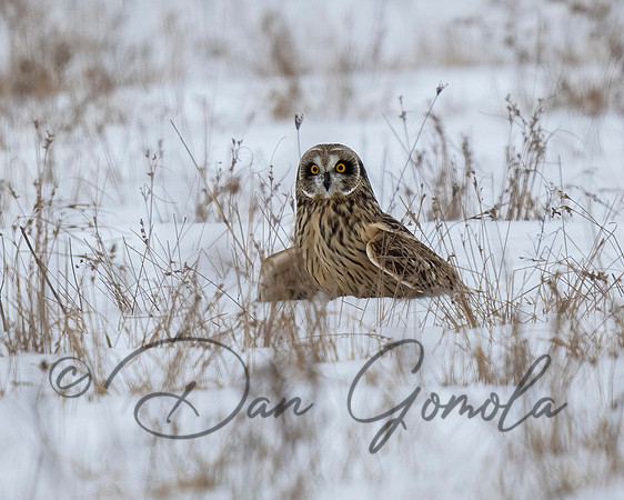 Short-eared Owl