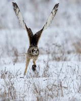 Short-eared Owl