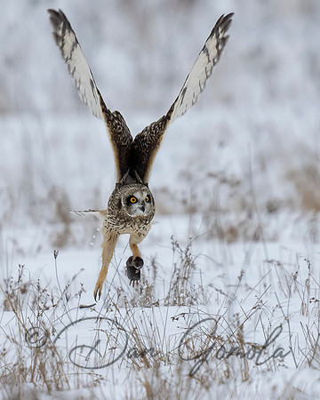 Short-eared Owl