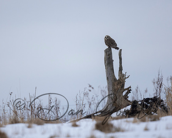 Short-eared Owl