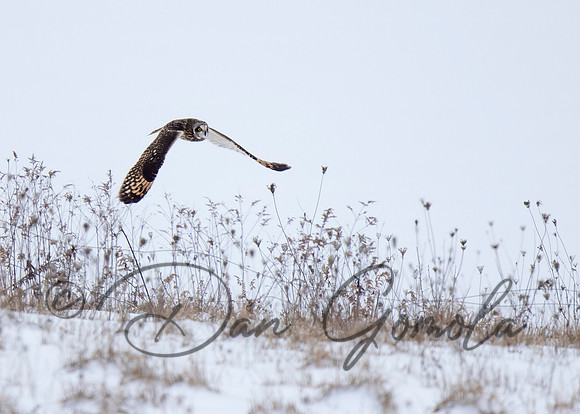 Short-eared Owl