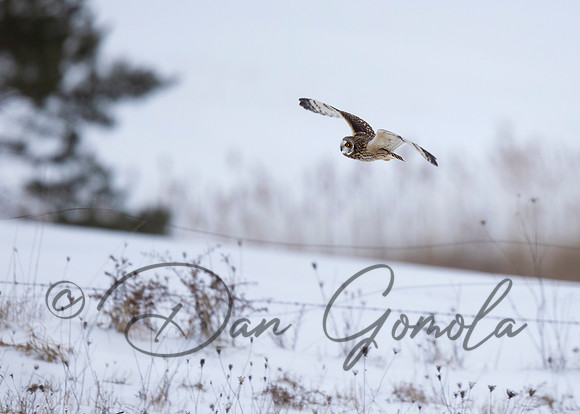 Short-eared Owl