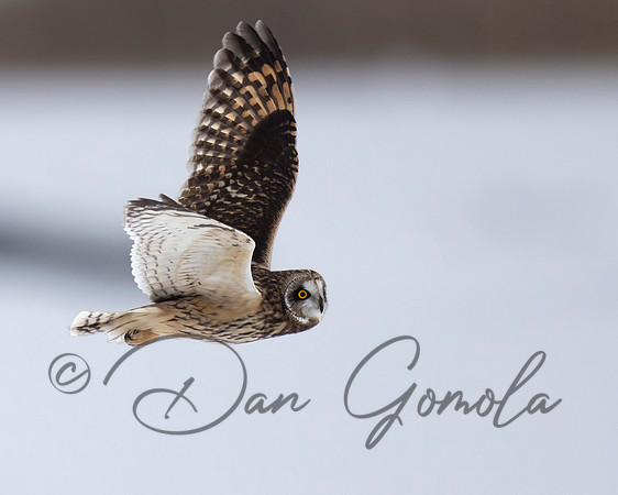 Short-eared Owl