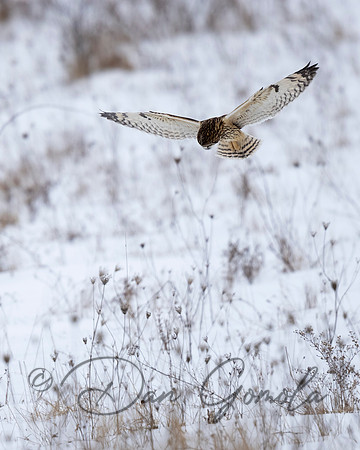 Short-eared Owl
